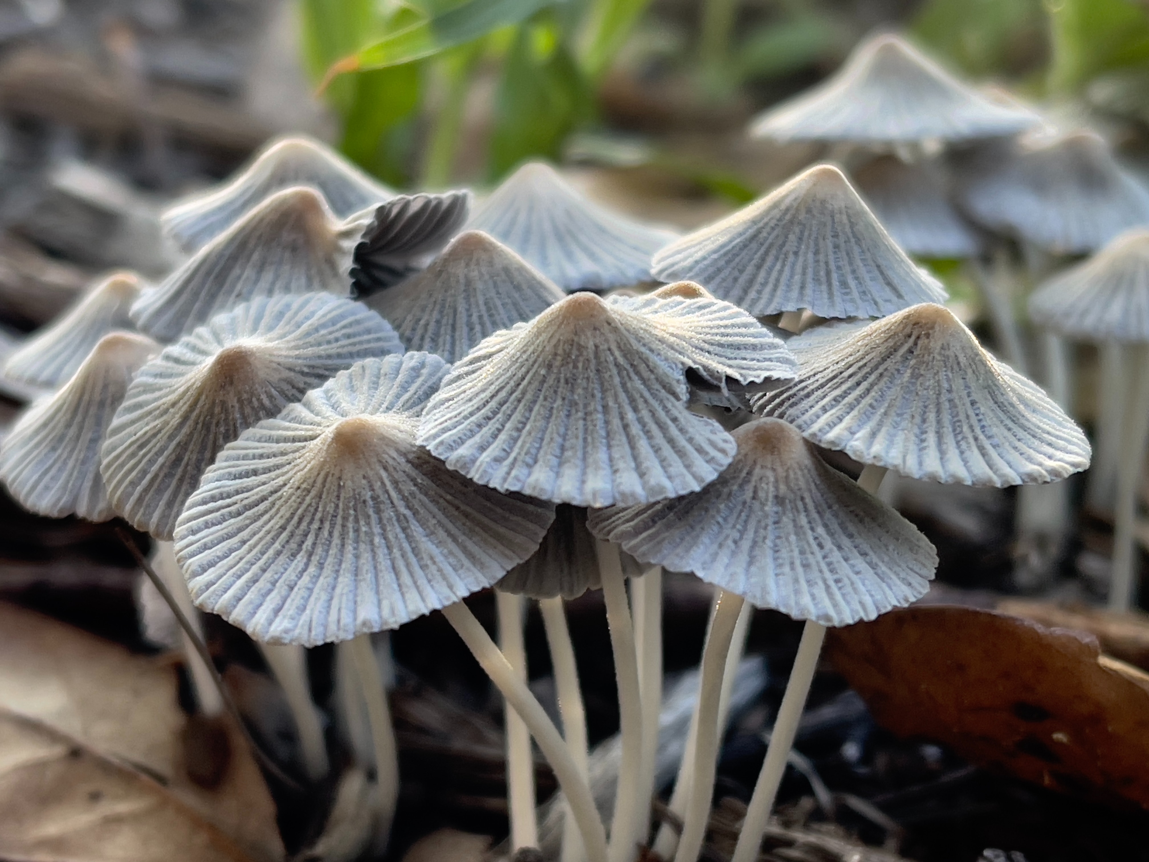 Do mushroom supplements increase estrogen?