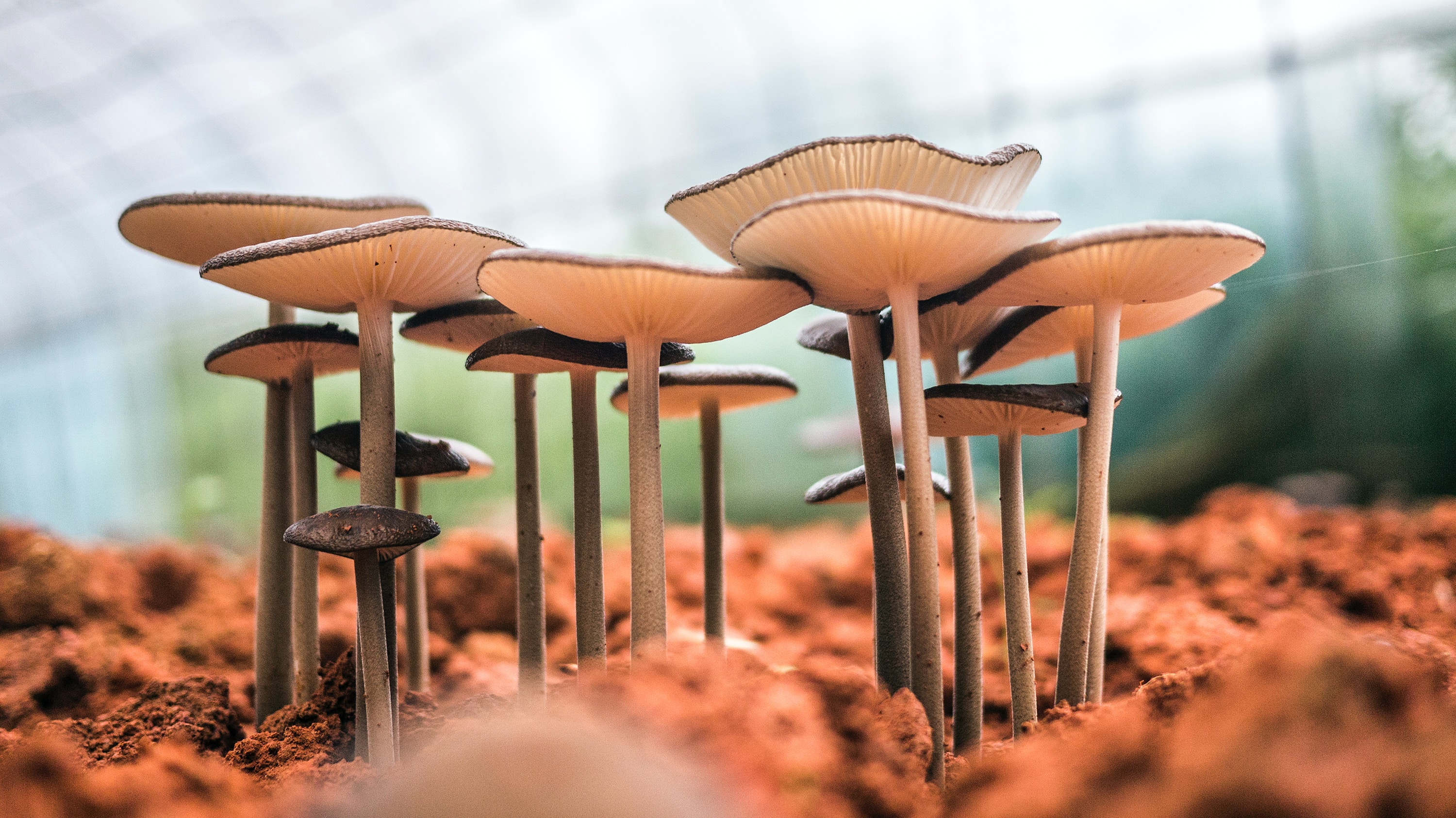 Mushroom Supplements: Types, Benefits, and Considerations